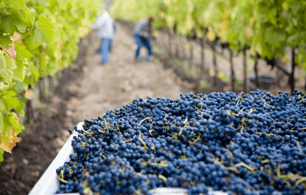 HOĆEMO LI IMATI VINA? Grožđa u izobilju, ali otkupljivača 